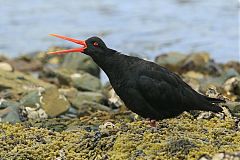 Variable Oystercatcher